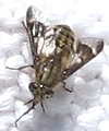 Deer Fly