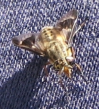 Deer Fly