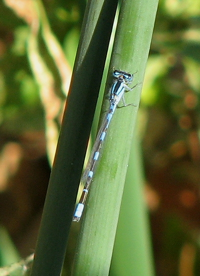 Damselfly