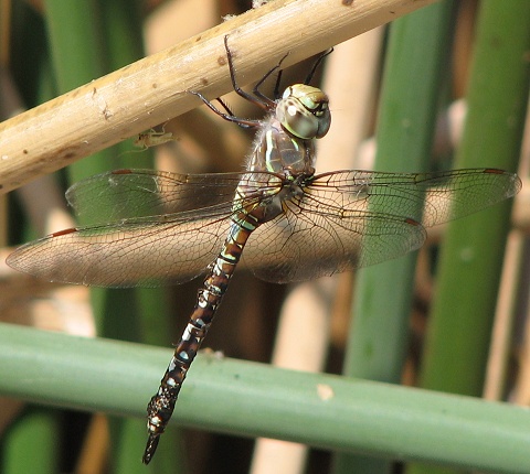 dragonfly