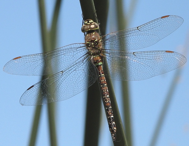 dragonfly