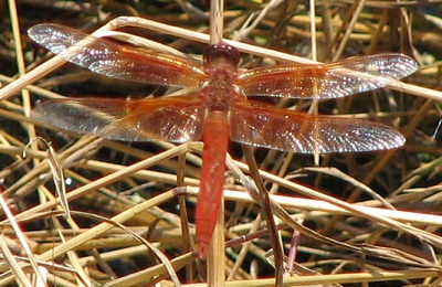 Flame Skimmer