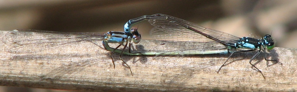 Damselfly