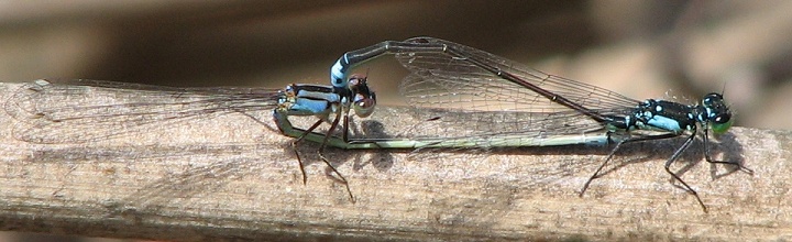 Damselfly