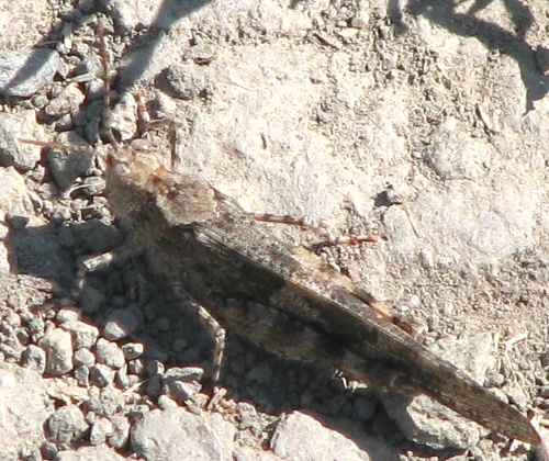 Grasshopper