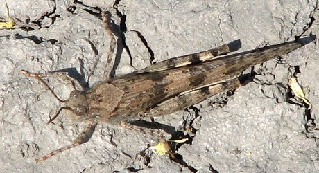 Grasshopper