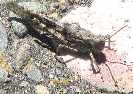 Grasshopper