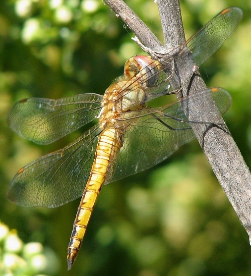 dragonfly