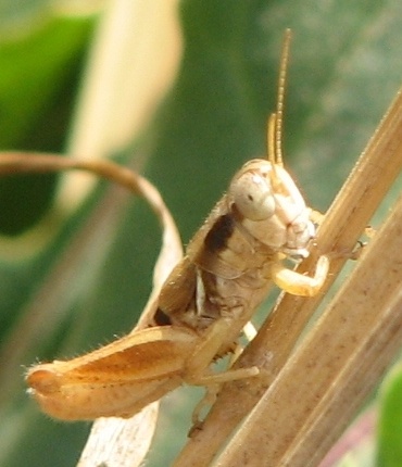 Grasshopper