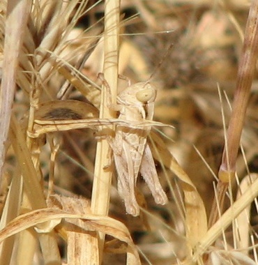 Grasshopper