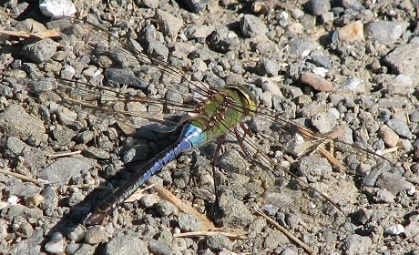 dragonfly