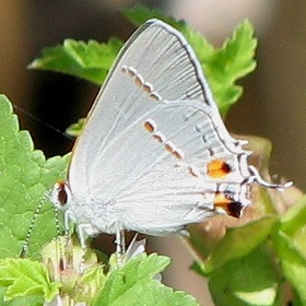 Gray Hairstreak Butterfly