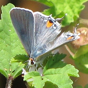 Gray Hairstreak Butterfly