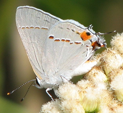 Gray Hairstreak Butterfly