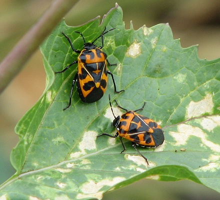 Harlequin Bugs