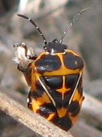 Harlequin Bug