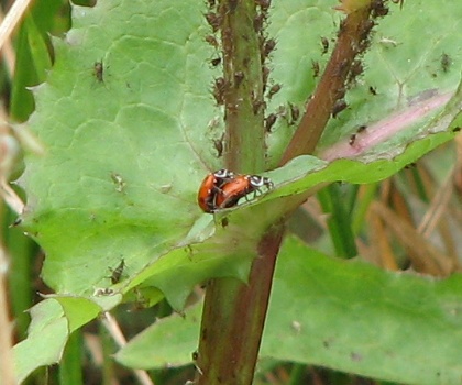 Ladybugs