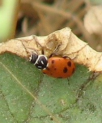 Ladybug