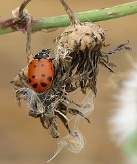 Ladybug