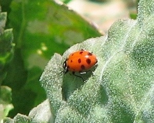 Ladybug