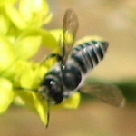 Bee