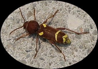 longhorned beetle