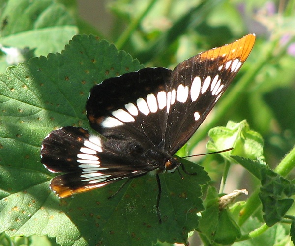 Lorquins Admiral Butterfly