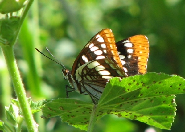 Lorquins Admiral Butterfly