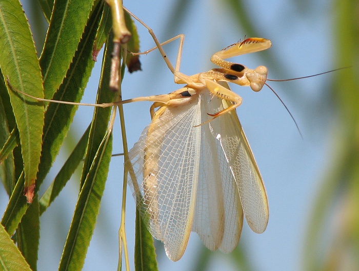 Mantid