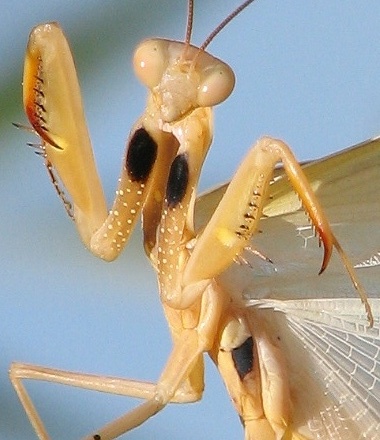 Mantid