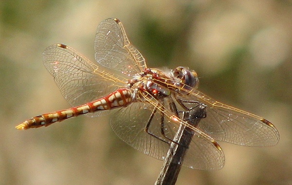 dragonfly