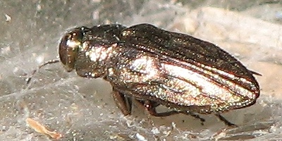 Metallic Wood-boring Beetle