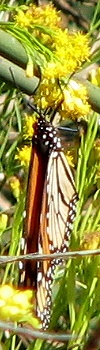 Monarch Butterfly