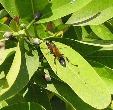 Mud Dauber