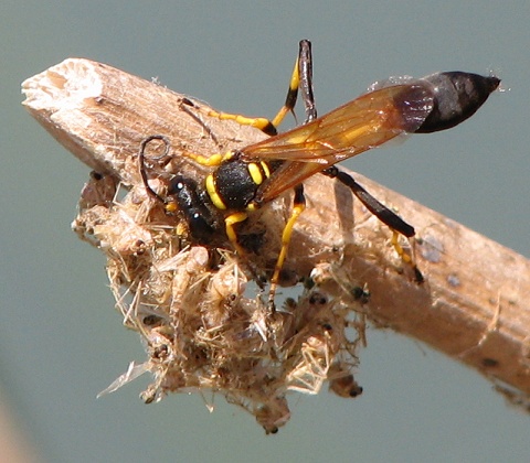 Mud Dauber