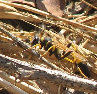 Mud Dauber