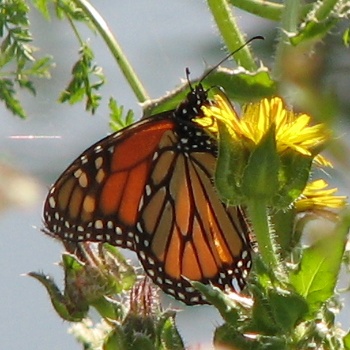 Monarch Butterfly