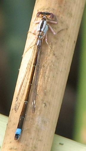 Damselfly