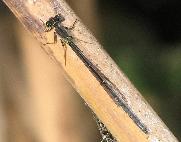 Damselfly