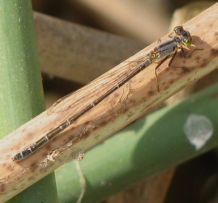 Damselfly