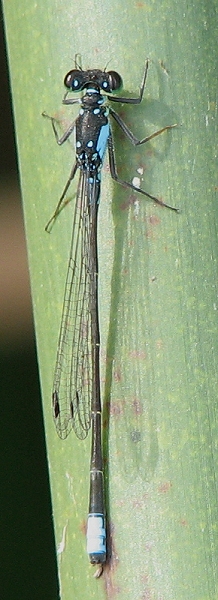 Damselfly