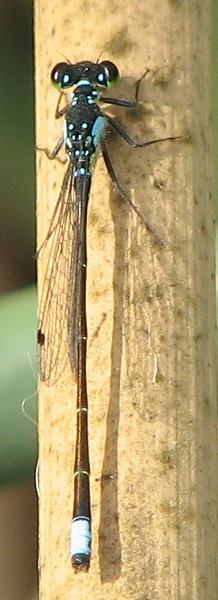 Damselfly