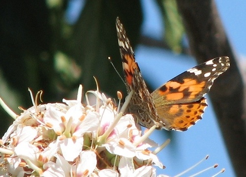 Painted Lady Butterfly