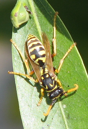 Paper Wasp