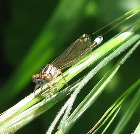 Damselfly