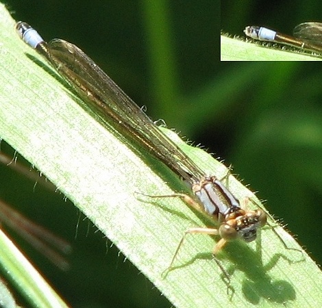 Damselfly