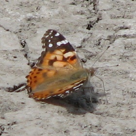 Painted Lady Butterfly