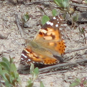 Painted Lady Butterfly