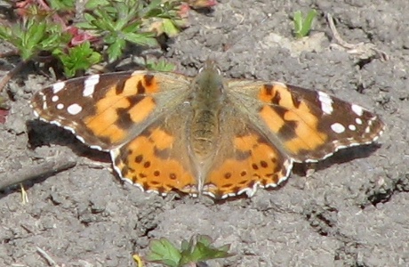 Painted Lady Butterfly