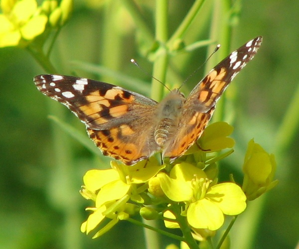 Painted Lady Butterfly